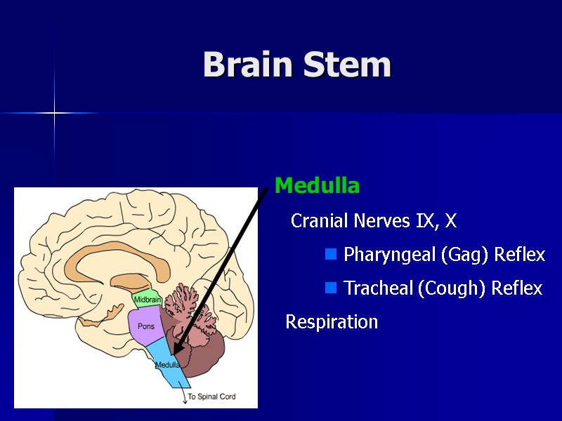 Brain Stem  Medulla     Cranial Nerves IX, X  